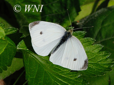 Cabbage White (Pieris rapae)